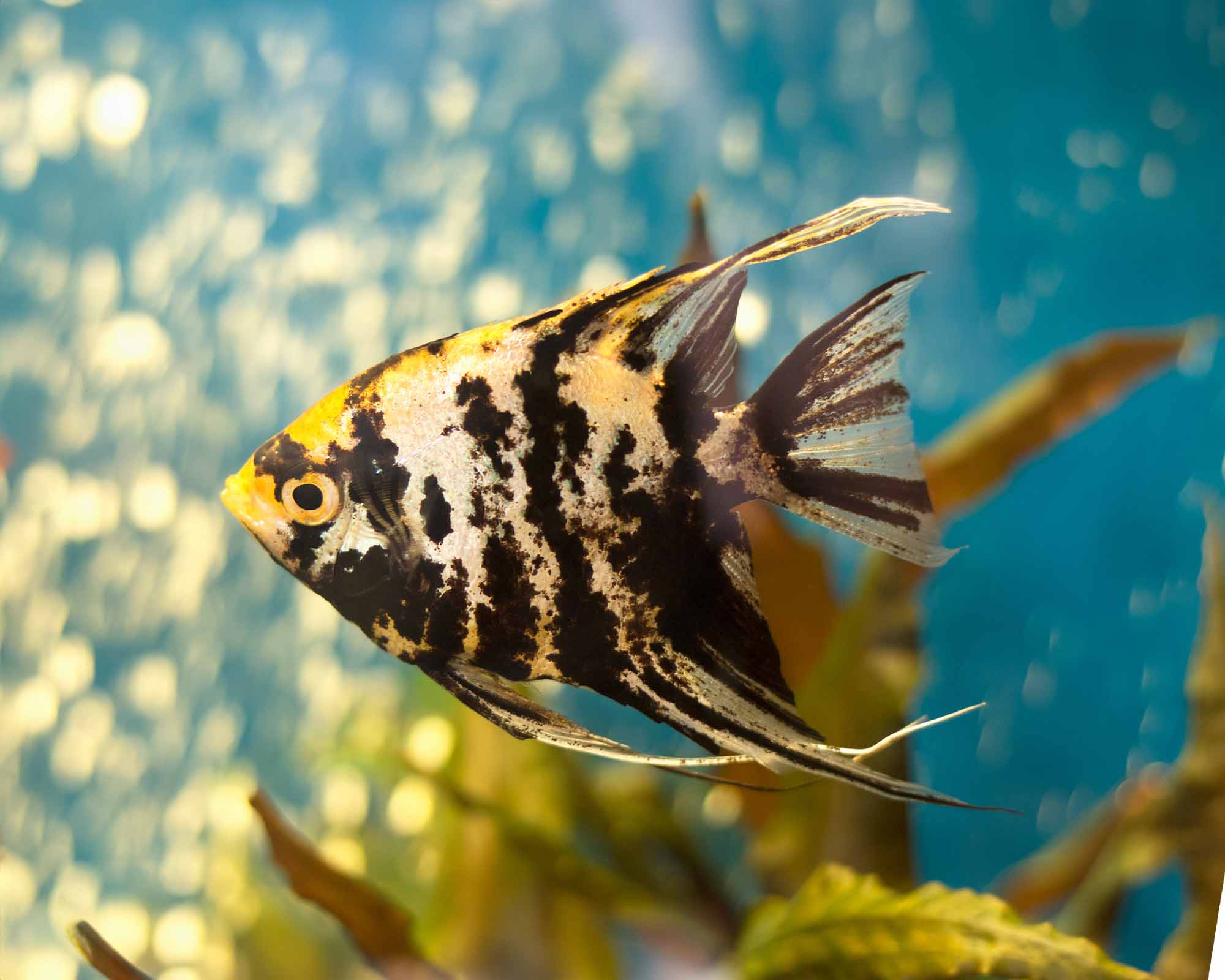 Marble Angelfish (Pterophyllum scalare)